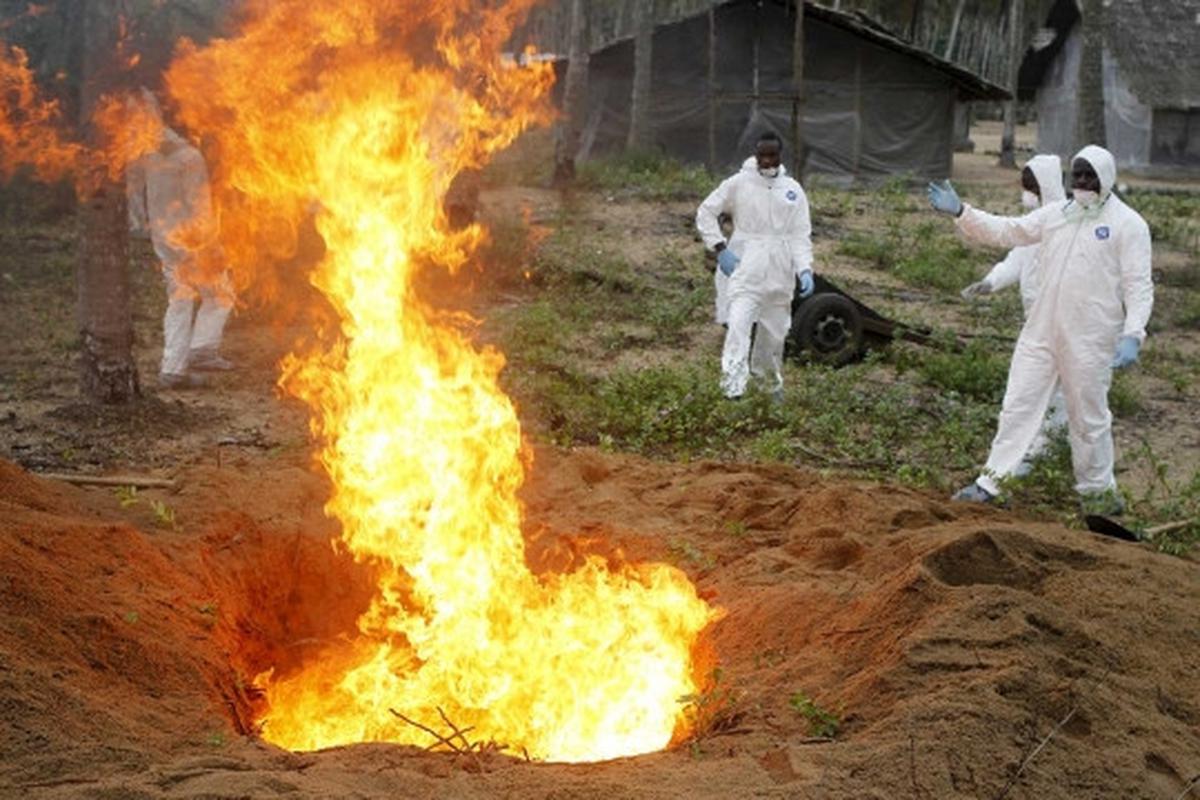 Wabah virus Flu Burung menyebar di Afrika