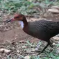 Uniknya Burung Rel Aldabra Bangkit dari Kepunahan (Sumber: Creative Commons)