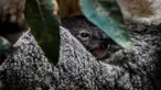 Bayi koala berusia tujuh bulan saat difoto di Kebun Binatang Lisbon, Lisbon, Portugal, 13 Februari 2020. Koala adalah sejenis hewan berkantung berasal dari Australia, memiliki waktu tidur sekitar 18 hingga 20 jam sehari. (PATRICIA DE MELO MOREIRA / AFP)