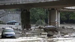 Seekor Kuda Nil berjalan di genangan air di tengah kota di Tbilisi, Georgia, Minggu (14/6/2015). Banjir yang melanda daerah tersebut menyebabkan sejumlah hewan lepas dari kebun binatang. (REUTERS/Beso Gulashvili)