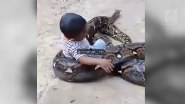 Aksi nekat dilakukan seorang bocah, ia nekat bermain dengan ular piton dan menganggapnya mainan.
