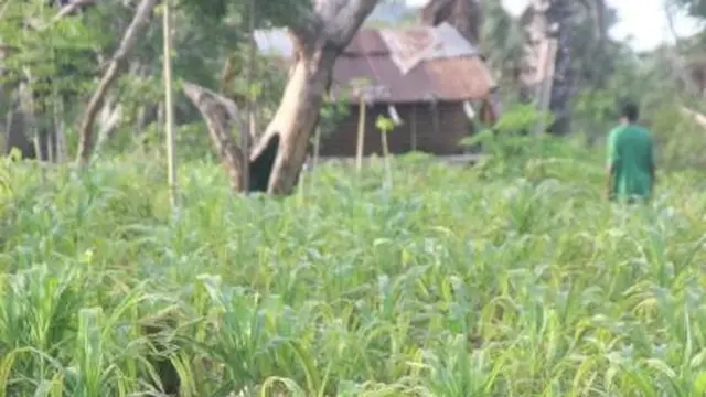 Tanaman jagung milik petani di wilayah Kecamatan Solor Barat, Kabupaten Flores Timur, NTT yang nampak menguning akibat terkena abu vulkanik (Liputan6.com/Ola Keda)