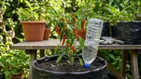 Cara Membuat Sistem Self-Watering dari Botol Bekas (Foto: AI Generated)