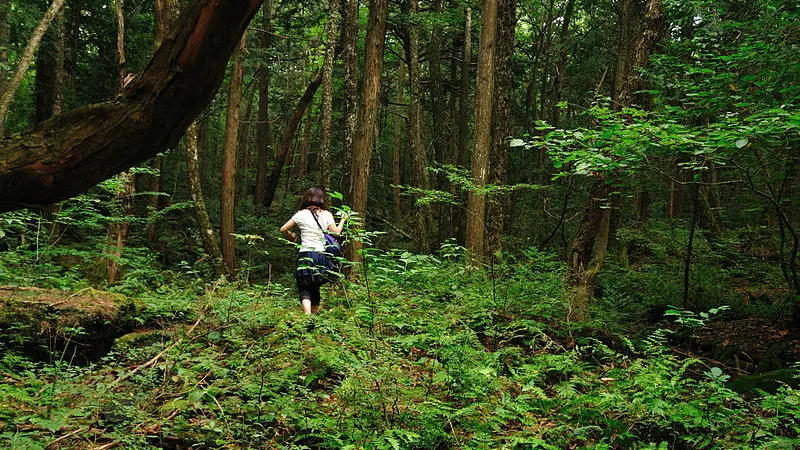 Hutan Aokigahara (Wikipedia/Creative Commons)