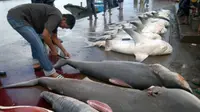 Kandungan di Hati Ikan Hiu Ini Bisa Sembuhkan Hepatitis C?