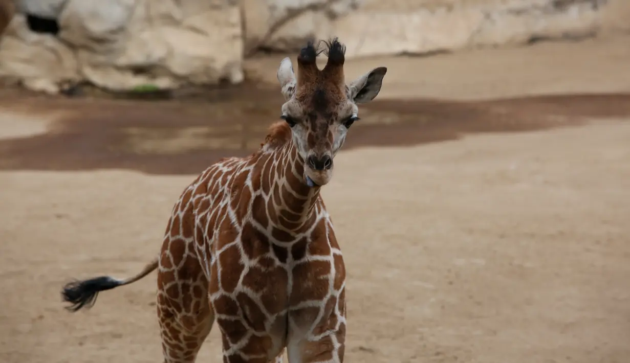 Bayi jerapah terlihat di kandangnya di Kebun Binatang Chapultepec, Mexico City, 29 Desember 2019. Bayi betina yang lahir 23 Oktober lalu itu tampil untuk pertama kalinya setelah menjalani masa karantina wajib. (AP Photo/Ginnette Riquelme)