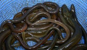 Hasil budidaya belut. Penting mengetahui cara ternak belut rumahan. (dok. Dinas Ketahanan Pangan dan Perikanan)