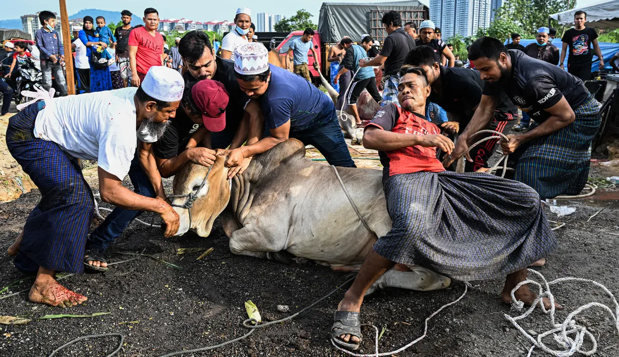 Pengungsi Rohingya yang tinggal di Malaysia mengontrol seekor sapi sebelum menyembelihnya saat Idul Adha di Kuala Lumpur, Malaysia, 10 Juli 2022. Umat muslim seluruh dunia merayakan Idul Adha atau Hari Raya Kurban untuk memperingati kesediaan Nabi Ibrahim mengorbankan putranya. (Mohd RASFAN/AFP)