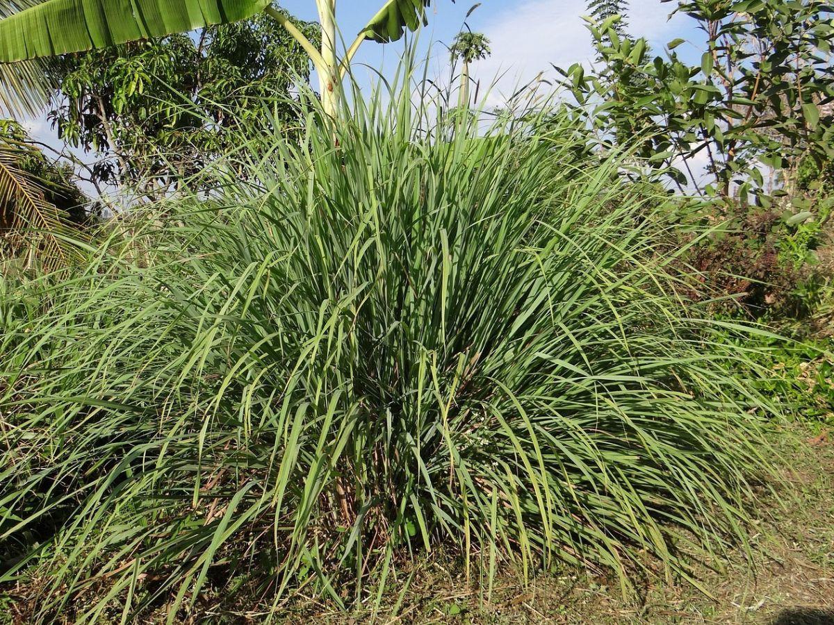Mengenal Kembang Sereh