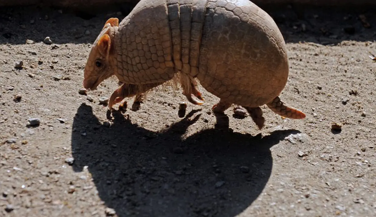 Di Brasil, Armadillo hidup di daerah kering bagian timur laut dan terancam punah karena habitatnya rusak.  Armadillo merupakan binatang asli benua Amerika (fifa.com).
