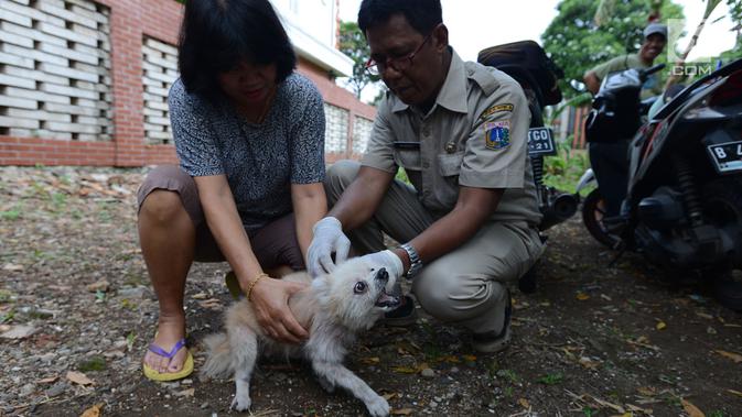 Petugas menyuntikkan vaksin anti rabies pada anjing milik warga di Kelapa Dua Wetan, Ciracas, Selasa (8/1). Kegiatan ini memberikan edukasi tentang pentingnya peran serta masyarakat dalam mempertahankan Jakarta Timur bebas rabies (Merdeka.com/Imam Buhori)