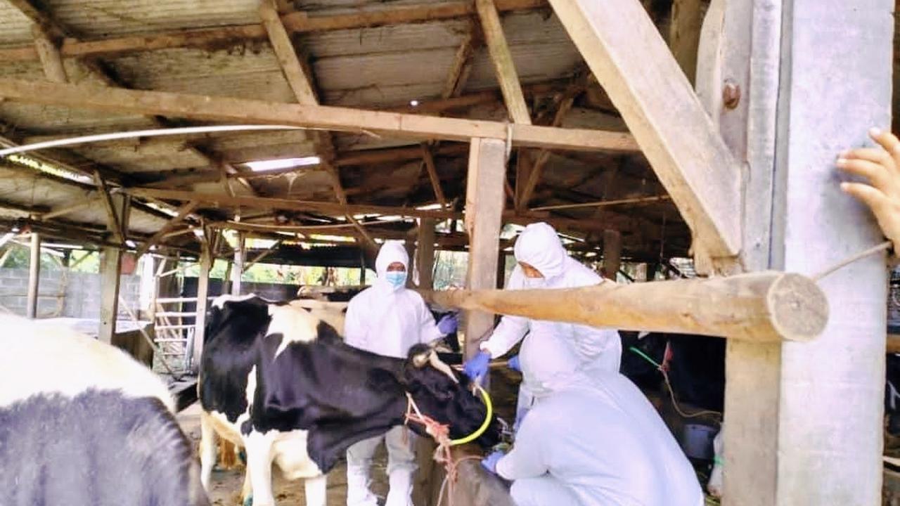 Ilustrasi pemeriksaan ternak sapi yang terpapar PMK (Istimewa)