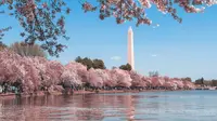 The best things to do in DC this weekend with your family. (Photo: Andy He/Unsplash)