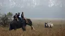 Petugas kehutanan meneliti seekor bercula satu di Suaka Margasatwa Pobitora di negara bagian Assam, India (18/3). Petugas hutan India melakukan sensus menyusul adanya lonjakan jumlah badak bercula satu di India. (AP Photo / Anupam Nath)