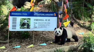 Anak panda berusia dua tahun Le Le menghadiri acara perpisahannya di Taman Margasatwa River Wonders, Singapura, Rabu (13/12/2023). Pihak berwenang bersiap untuk mengirimnya ke China di mana ia akan bergabung dengan program pembiakan di negara tersebut. (Handout/Mandai Wildlife Group/AFP)
