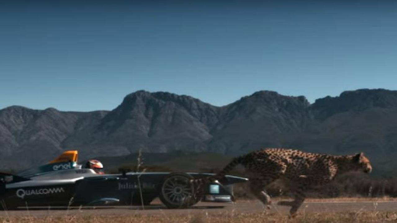 Drag race mobil balap vs Cheetah (Foto:Istimewa)