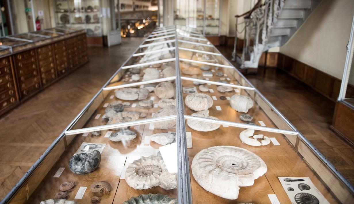 Koleksi fosil yang tersimpan di galeri paleontologi Museum Sejarah Alam Prancis di Paris, Kamis (16/11). Museum yang menyimpan ribuan tulang belulang hewan dan benda purba ini berencana merenovasi gedungnya. (Martin BUREAU/AFP)