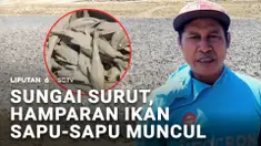 Pemandangan tak biasa terlihat di sebuah sungai yang mengering. Gerombolan ikan sapu-sapu mendadak muncul ke permukaan. Jumlahnya yang melimpah, membuat warga ramai-ramai mengambilnya untuk dijual.