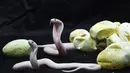 Bayi kobra leucistic monocled beberapa saat setelah dilahirkan di Kebun Binatang Planet Exotica, Royan, Prancis, Rabu (31/1). Spesies kobra ini berwarna putih namun tetap mempertahankan warna matanya yang berbeda dengan albino. (AFP PHOTO/MEHDI FEDOUACH)