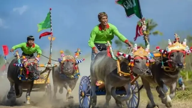 Festival Makepung atau balapan kerbau di Sirkuit All in One Jembrana