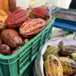 Desa Nglanggeran memiliki potensi di sektor perkebunan dengan komoditas utamanya yaitu kakao dan durian. (Foto: Liputan6.com/Pipit IR)