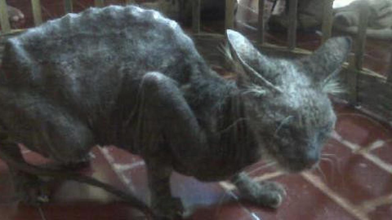 Warga Jl Ubi Surabaya geger temukan kucing gaib