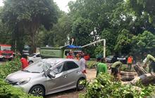 Tahukah Anda? Dua Pohon Bintaro Tumbang Akibat Angin Kencang di Jakarta Utara