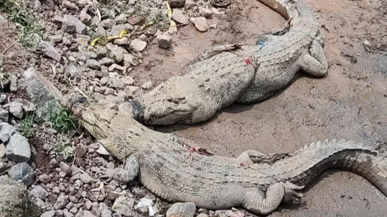 Tembok Penangkaran Jebol, Buaya Milik Pengusaha di Cianjur ke Sawah Dekat Permukiman Warga