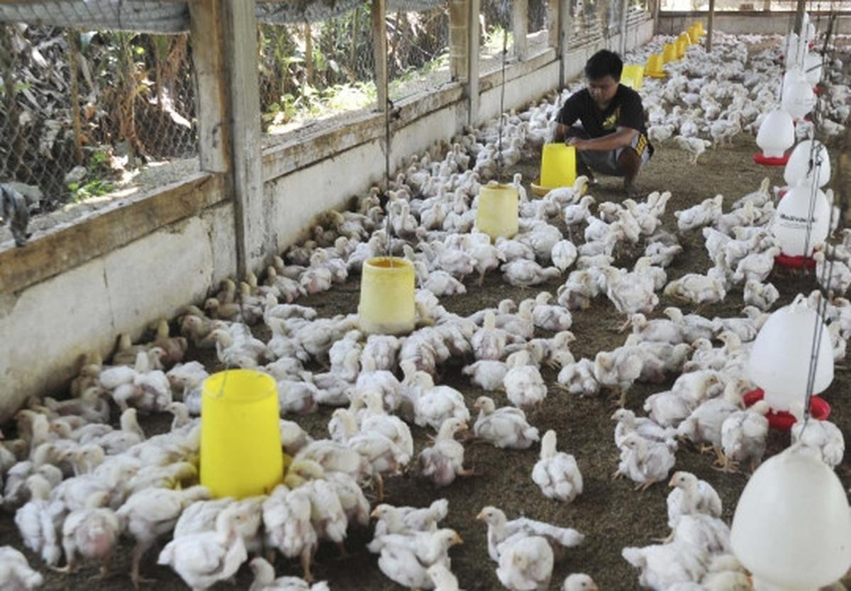 Gejolak kenaikan harga daging ayam tak berdampak kepada peternak