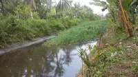 Aneh, Rimbunan Rumput Tiba-Tiba Menghilang
