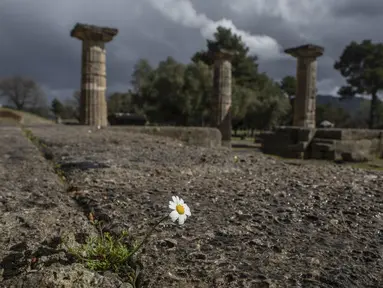 Bunga aster tumbuh di kuil Hera di Olympia, tempat penyelenggaraan Olimpiade Yunani Kuno, Senin (23/3/2021). Pemerintah Yunani membuka kembali situs-situs kuno secara nasional untuk memulai lagi musim pariwisata pada pertengahan Mei mendatang. (AP Photo/Petros Giannakouris)