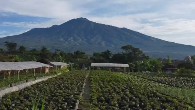 Lumbung Stroberi Official (Google Maps -  Lumbung Stroberi Official)
