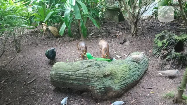 Fragile Forest, Singapore Zoo