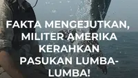 Fakta Mengejutkan, Militer Amerika Kerahkan Pasukan Lumba-Lumba!