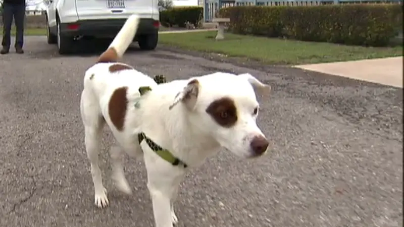 Berkelana 1770 Kilometer, Facebook Bantu Temukan Anjing Ini *VIDE