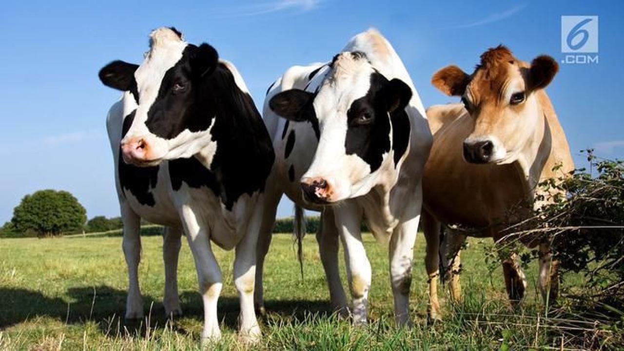 Tingkatkan Produktivitas Ternak, Kementan Luncurkan Gema HPT Unggul dan Berkualitas