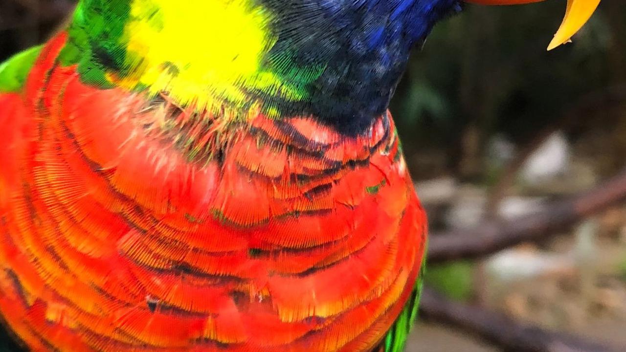 1. Burung Beo Australia<br>
