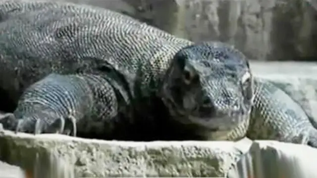 Komodo