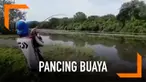 Kejadian menegangkan terjadi saat para pria sedang memancing di sungai Australia. Saat kail pancingan berhasil menangkap ikan cukup besar, seekor buaya ikut terpancing naik ke permukaan sungai. Buaya itu tiba-tiba mengejar dan merebut ikan tersebut.