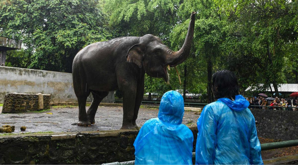 Ragunan Dibanjiri Puluhan Ribu Pengunjung di Hari Kedua Lebaran