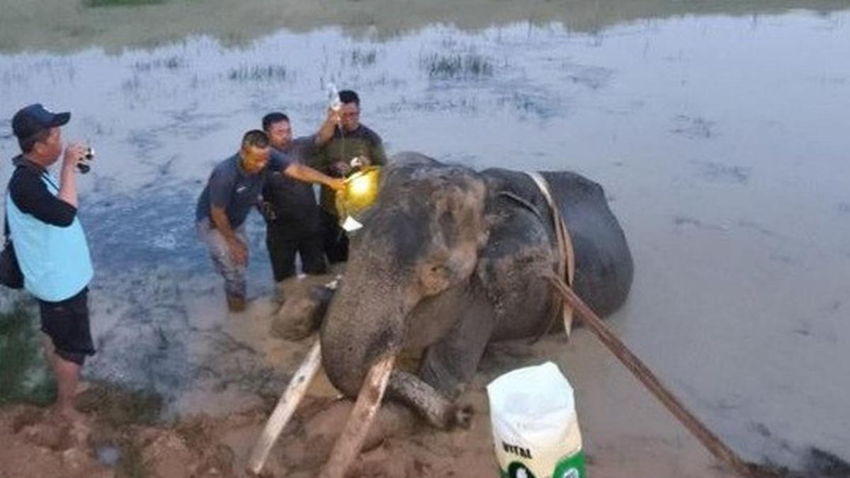Gajah Indra Mati Usai Berjuang 9 Tahun Lawan Cedera