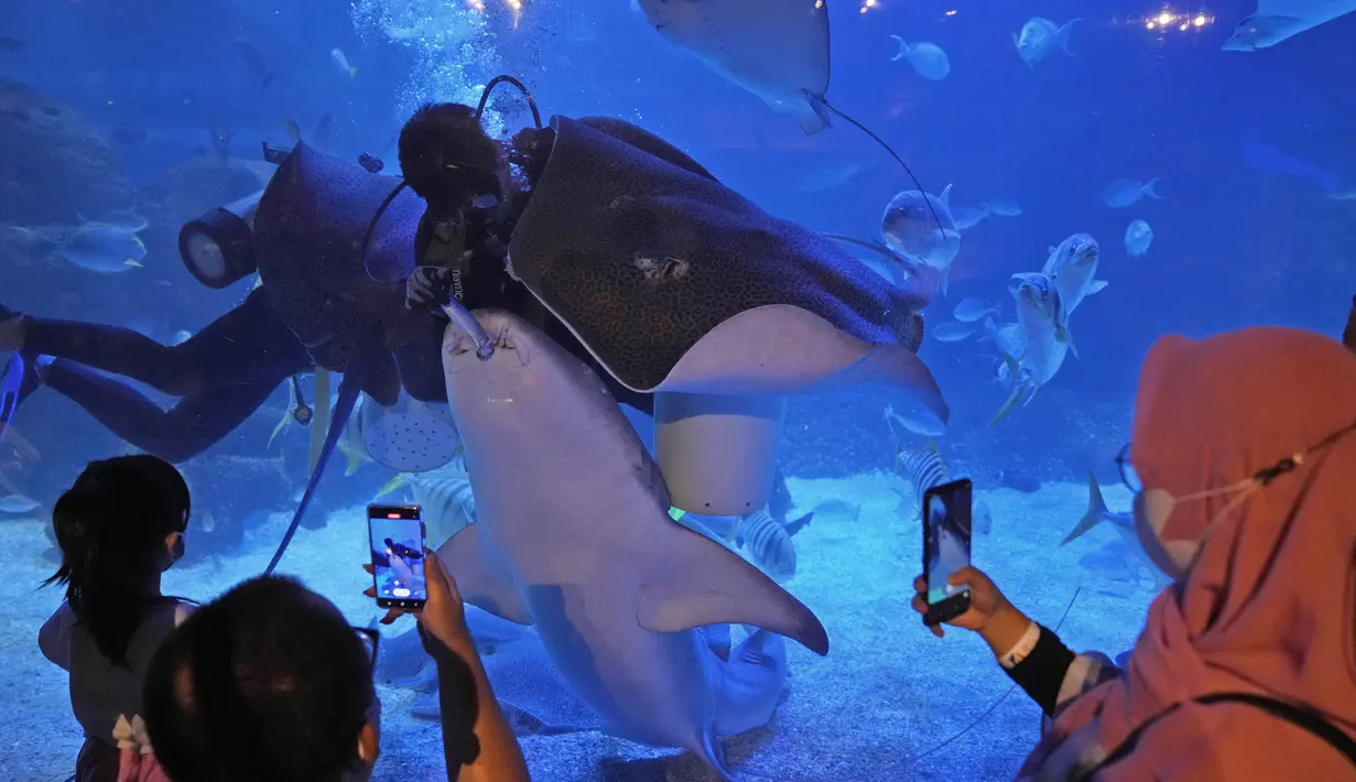 Orang-orang menggunakan ponsel mereka untuk mengambil video saat penyelam memberi makan ikan di Jakarta Aquarium and Safari selama minggu pertama Ramadhan di Jakarta, Rabu (6/4/2022). (AP Photo/Dita Alangkara)