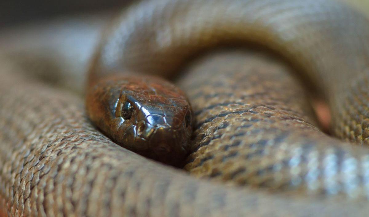 10. INLAND TAIPAN