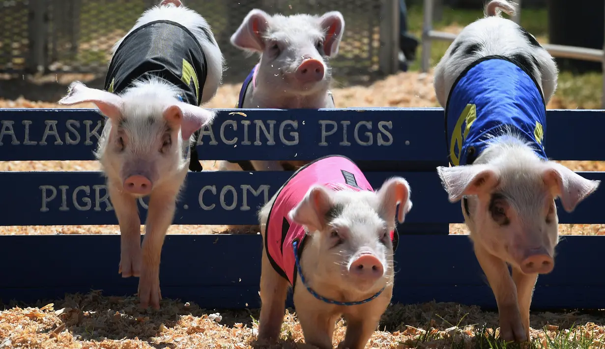 Empat anak babi melompati rintang saat mengikuti balapan All Alaska Pig selama pekan raya tahunan Kern di Bakersfield, California (30/9). Anak-anak babi itu berlari dan melintasi rintangan pada jalur balap tersebut. (AFP Photo/Mark Ralston)