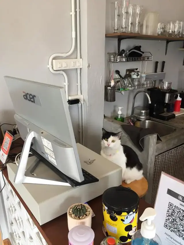 6 Aksi Kucing Bak Teknisi IT Ini Lucu Banget, Serius Depan Komputer