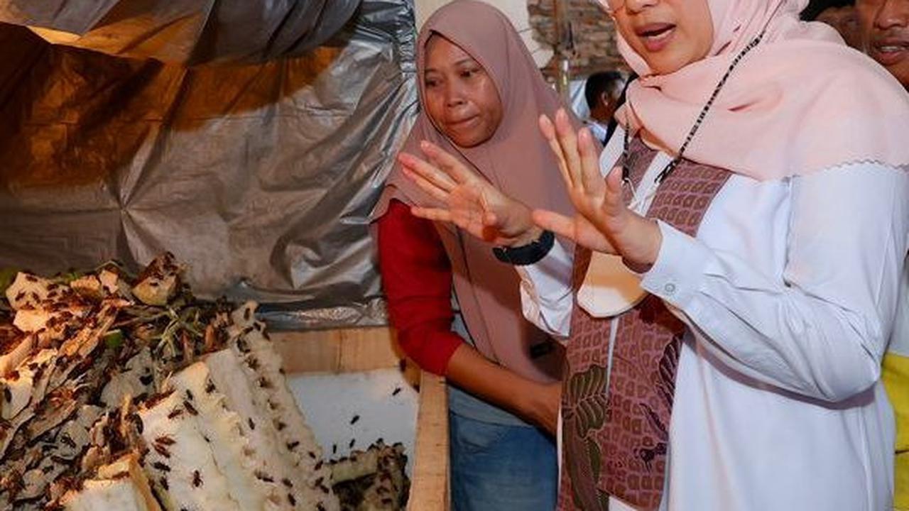 Dengan Modal Kecil,  Ibu-Ibu RT Desa Bagorejo, Banyuwangi Ternak Jangkrik untuk Tambahan Ekonomi Keluarga