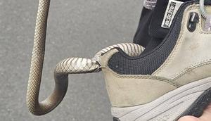 Seekor ular coklat timur tersangkut di sepatu seorang wanita di barat daya Sydney. [Sumber: Cory Kerewaro Reptile Relocation Sydney]