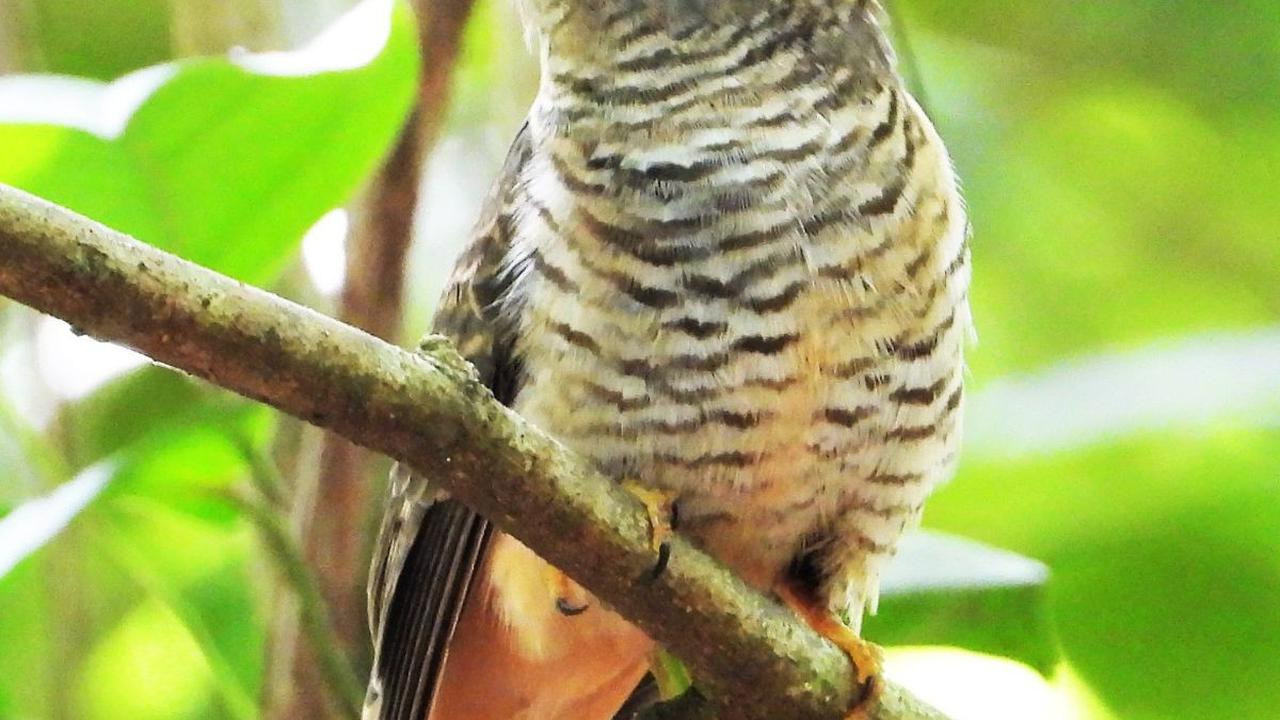 Mitos Burung Kedasih di Tengah Masyarakat Indonesia, Simak Ulasannya