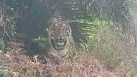 Warga di Kabupaten Siak, khususnya di Kecamatan Perawang, dibuat heboh dengan beredarnya foto seekor harimau sumatra sedang santai di bawah pohon sawit. (Liputan6.com/ M Syukur)