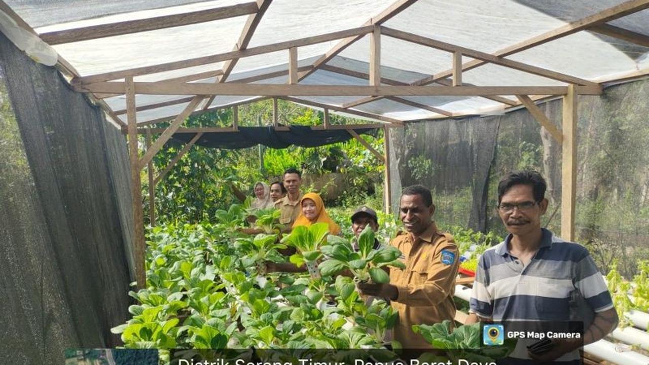 Fakta Unik: Atasi Keterbatasan Lahan, Pemkot Genjot Pertanian Hidroponik Sorong untuk Ketahanan Pangan